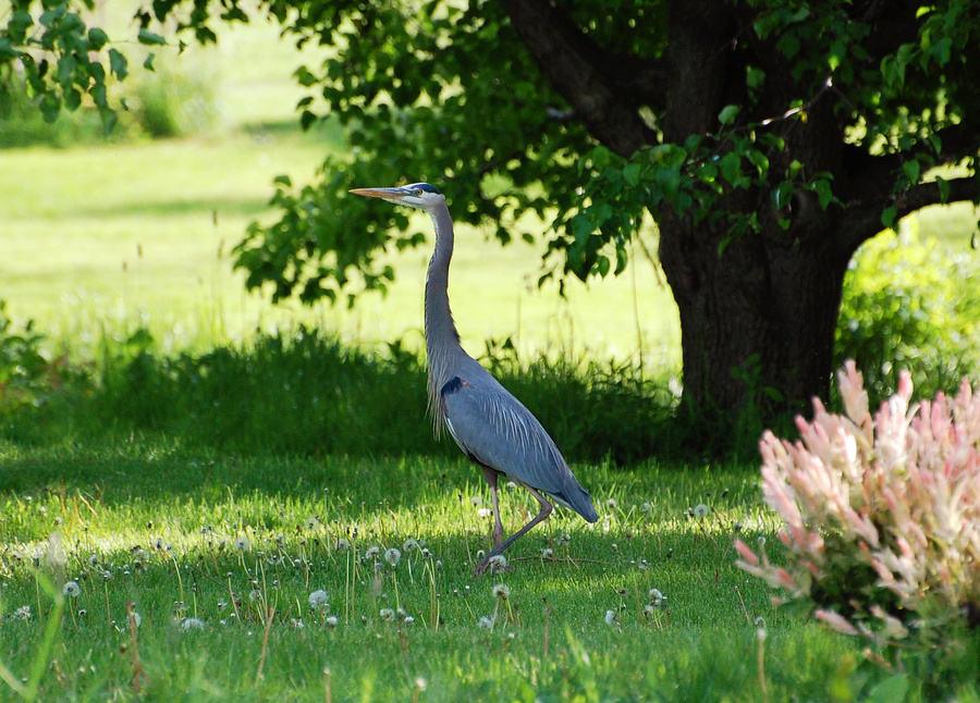 [Afternoon Stroll]