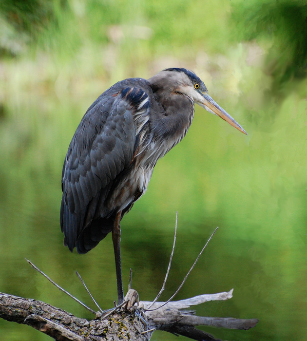 [Great Blue Heron]