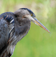 [Great Blue Heron]