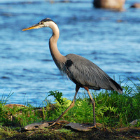 [Great Blue Heron]