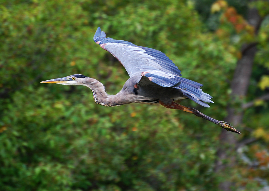 [Great Blue Heron]