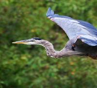 [Great Blue Heron]