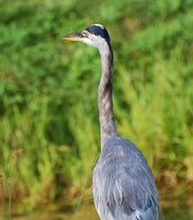 [Great Blue Heron]