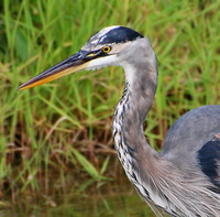 [Great Blue Heron]