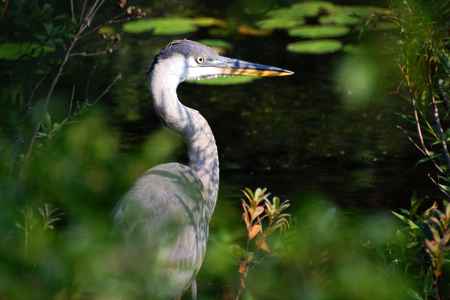 [Great Blue Portrait]