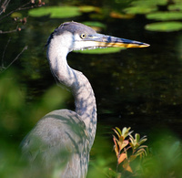 [Great Blue Portrait]