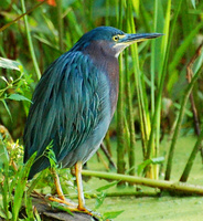 [Green Heron]