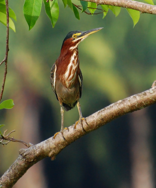 [Green Heron]