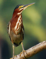 [Green Heron]