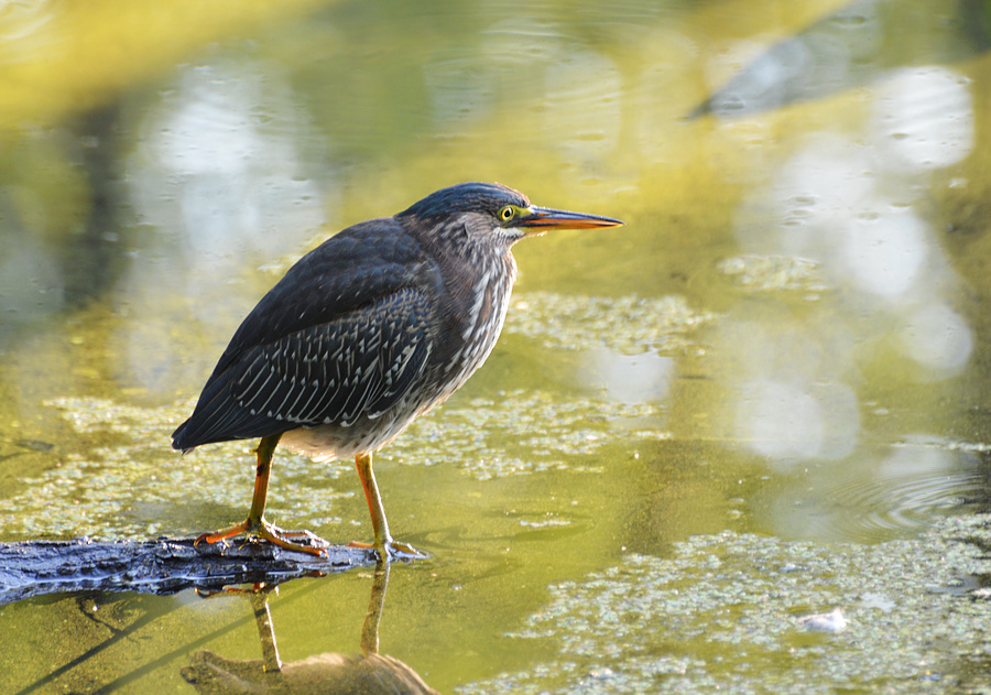 [Green Heron]