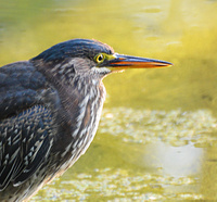 [Green Heron]