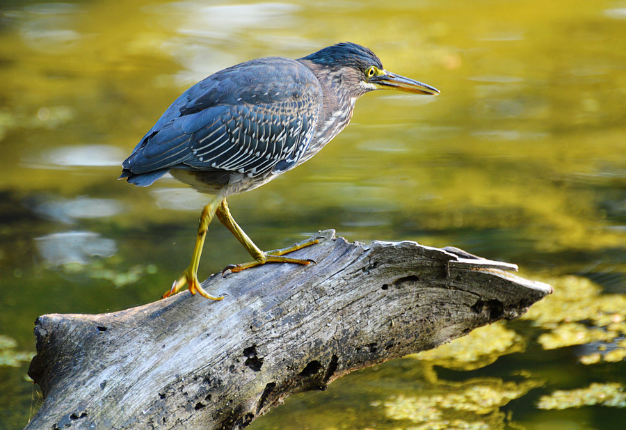 [Green Heron]