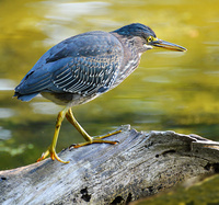 [Green Heron]