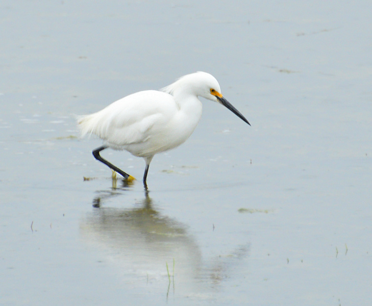 [Snowy Egret]