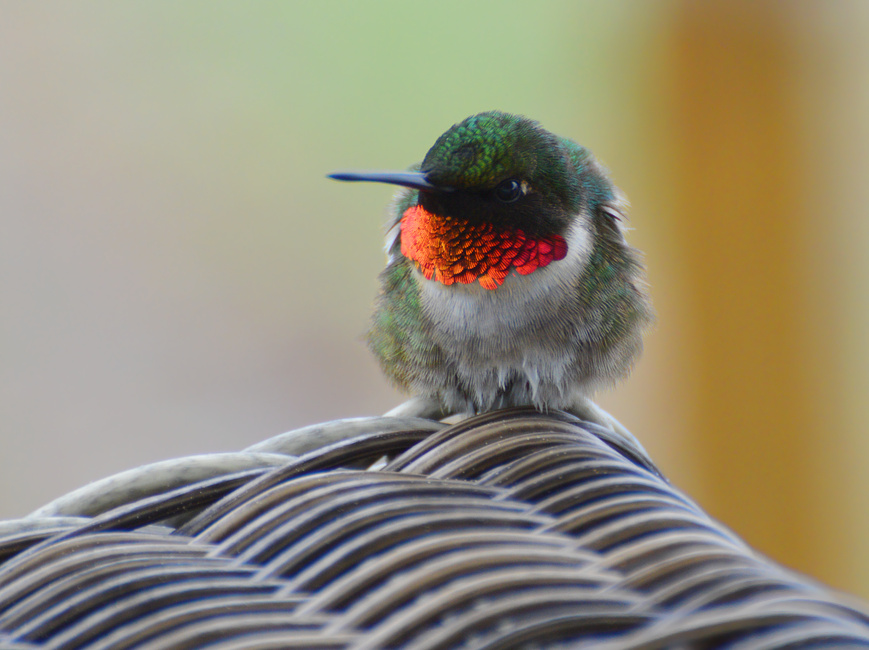 [Ruby-Throated Hummingbird]