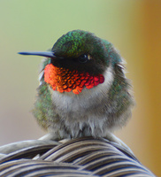 [Ruby-Throated Hummingbird]