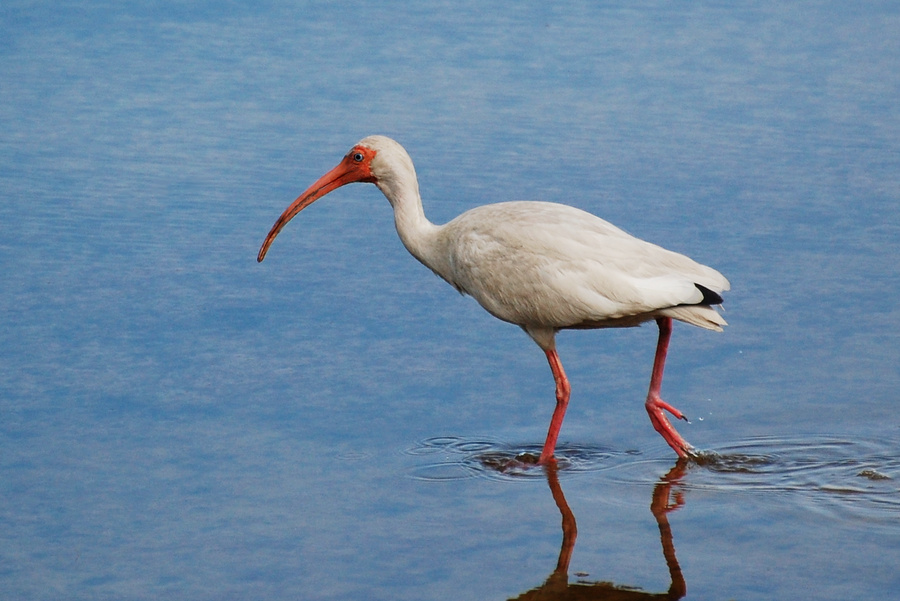 [White Ibis]