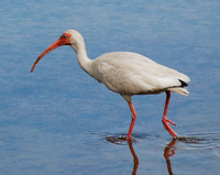 [White Ibis]