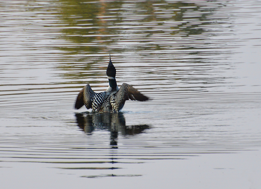 [Lord Of The Lake]