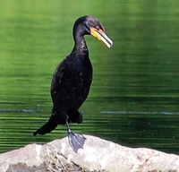 [Cormorant On Jade]