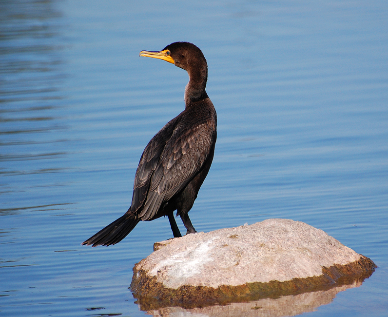 [Double-Crested Cormorant]