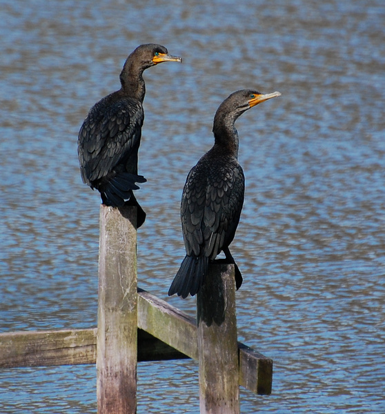 [Dutch Gap Cormorants]