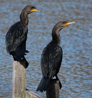 [Dutch Gap Cormorants]