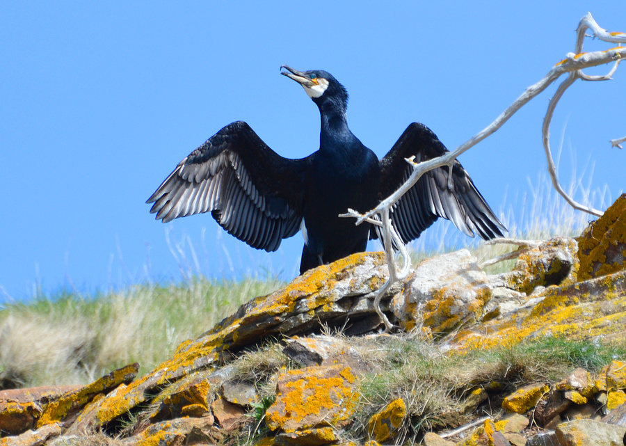 [Great Cormorant]