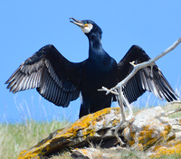 [Great Cormorant]