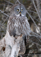 [Great Grey Owl]