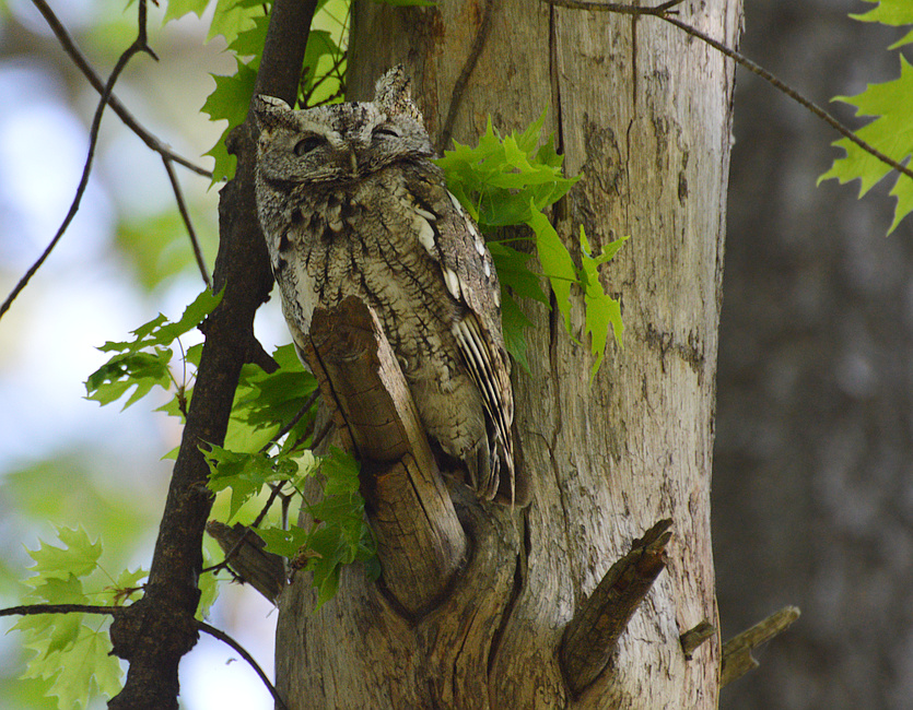 [Eastern Screech-Owl]