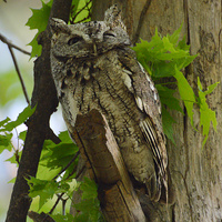 [Eastern Screech-Owl]