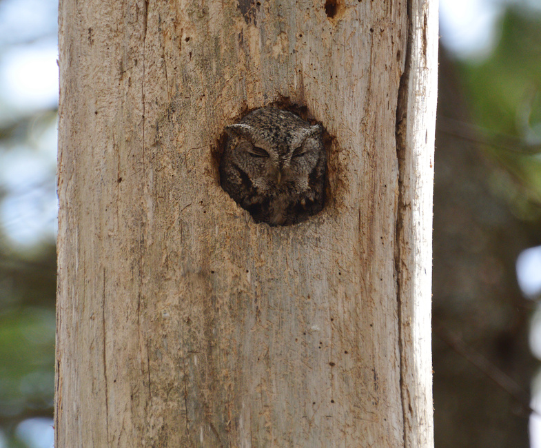 [Sleepy Screech Owl]