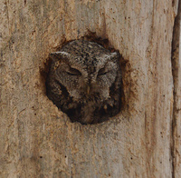 [Sleepy Screech Owl]