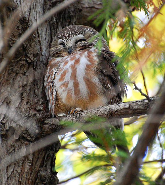 [Saw-Whet Owl]