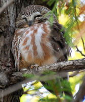 [Saw-Whet Owl]