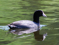 [American Coot]