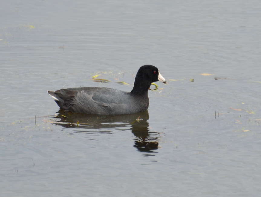 [American Coot]