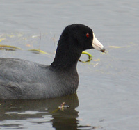 [American Coot]