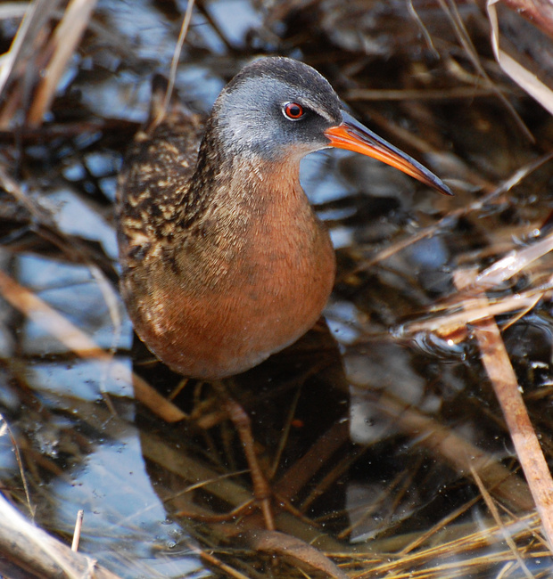 [Virginia Rail]