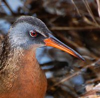 [Virginia Rail]