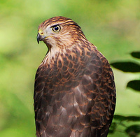[Juvenile Cooper's Hawk]