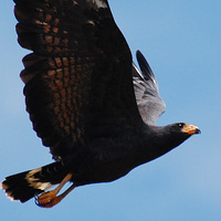 [Mangrove Black Hawk]