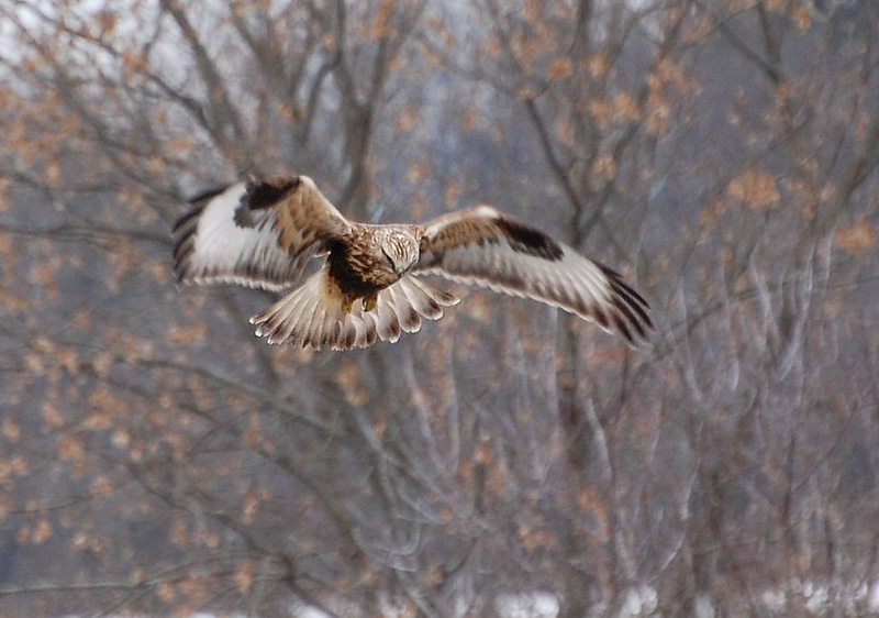 [Rough-Legged Hawk]