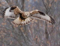 [Rough-Legged Hawk]