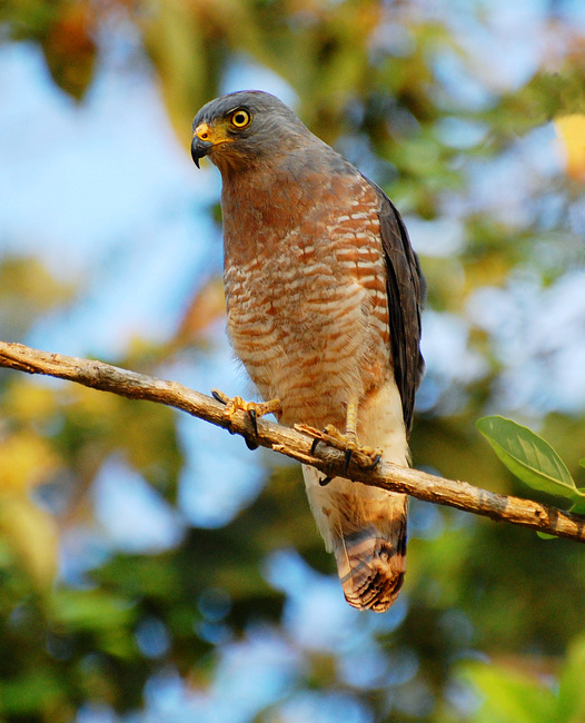 [Roadside Hawk]
