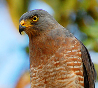 [Roadside Hawk]