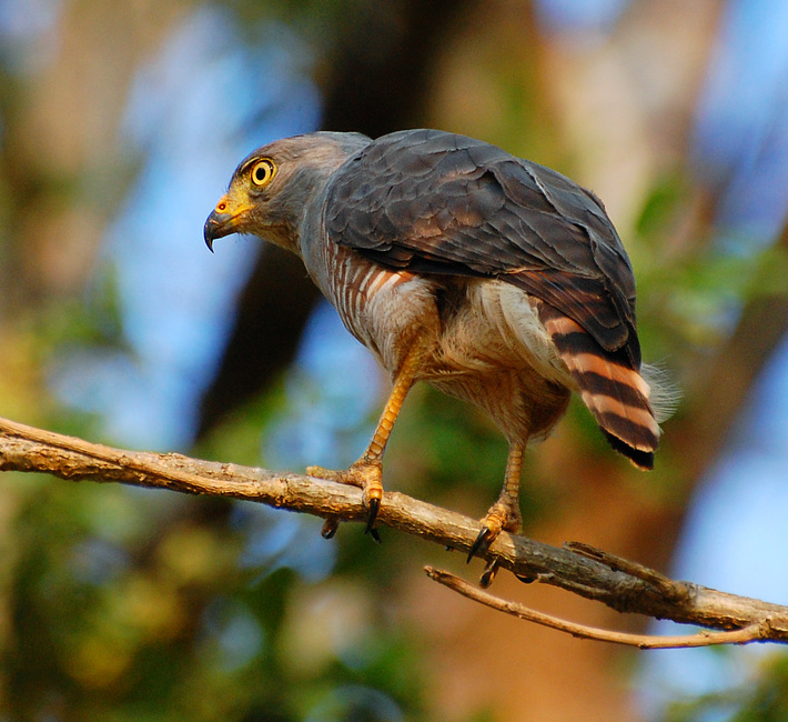 [Roadside Hawk]