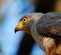[Roadside Hawk]