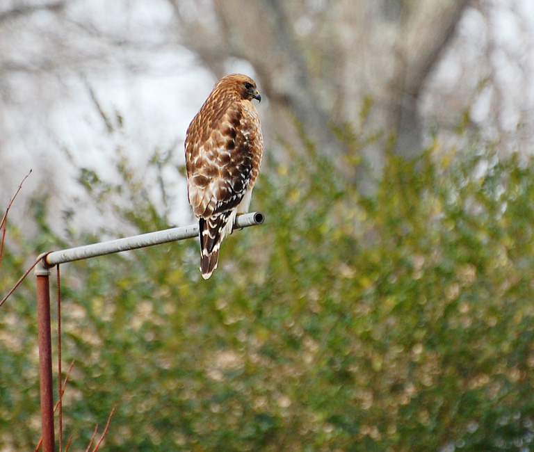 [Red-Shouldered Hawk]